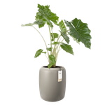 amber beads medium 40cm greige